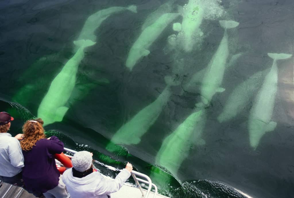 Churchill Nature Tours/Mike Marci