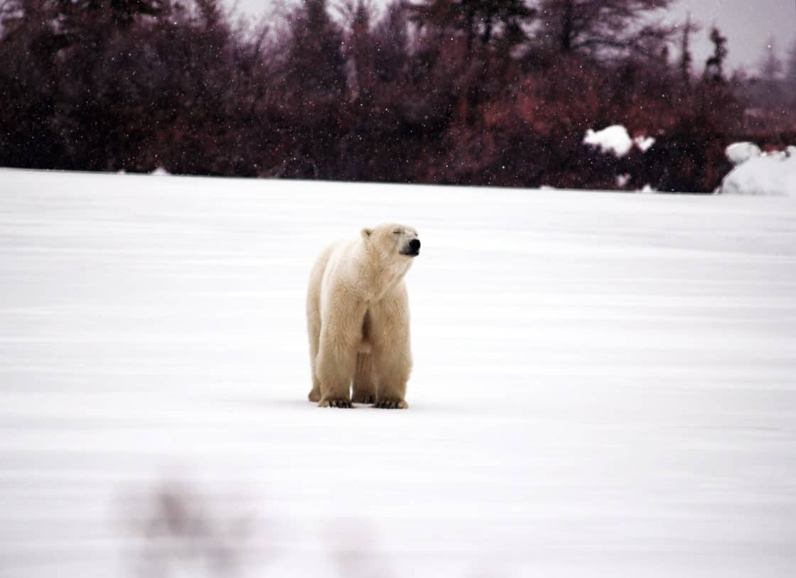 Eisbär in kanadischer Wildnis (Churchill)