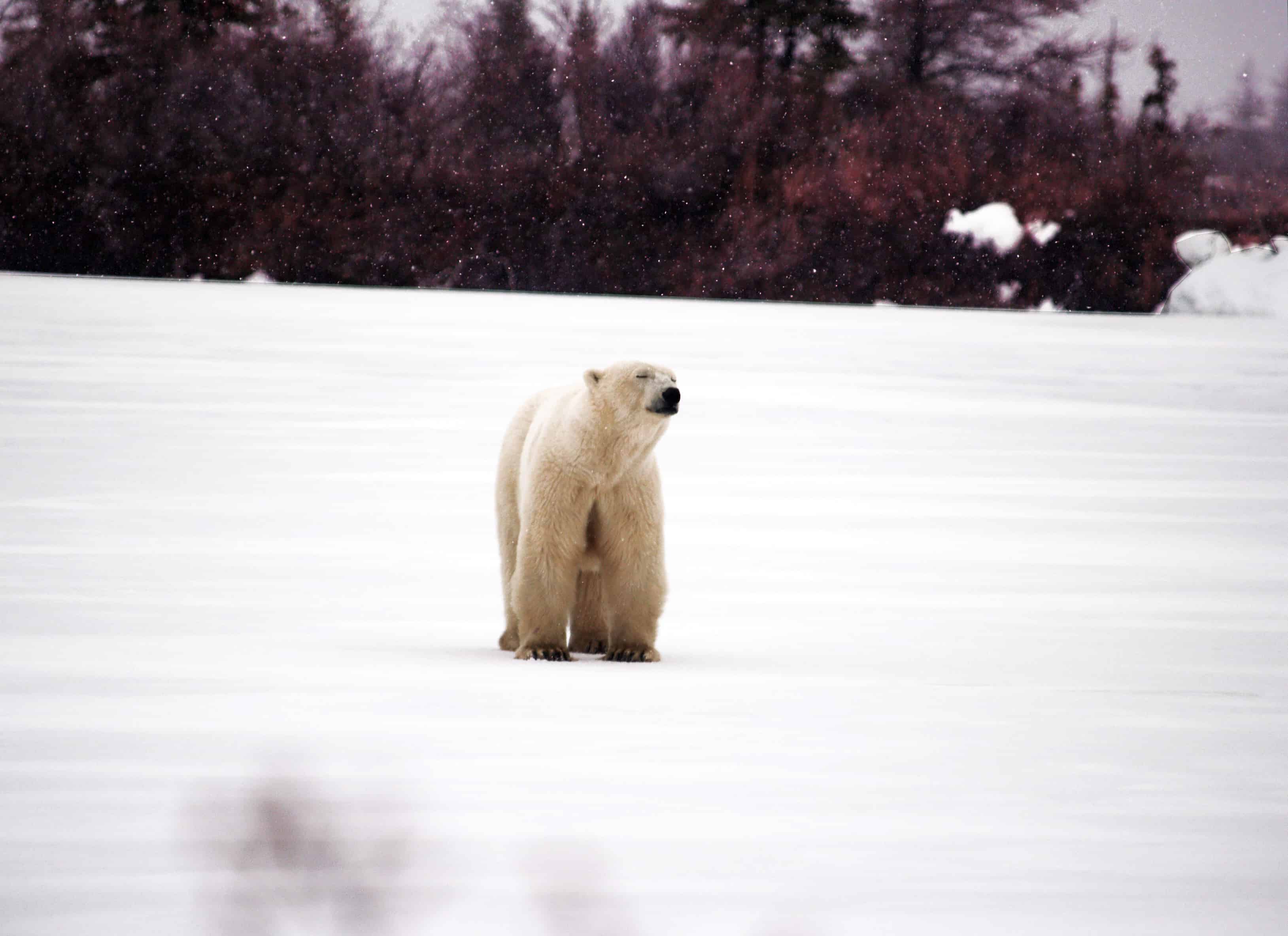 Eisbär in kanadischer Wildnis
