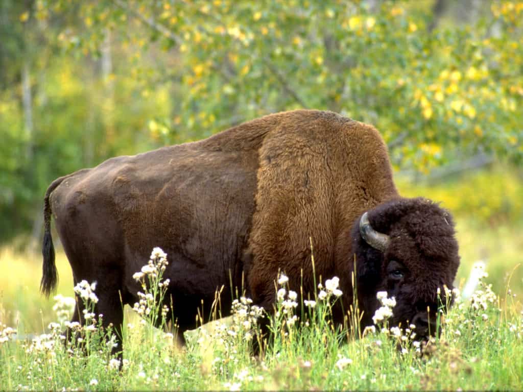 Edmonton Tourism