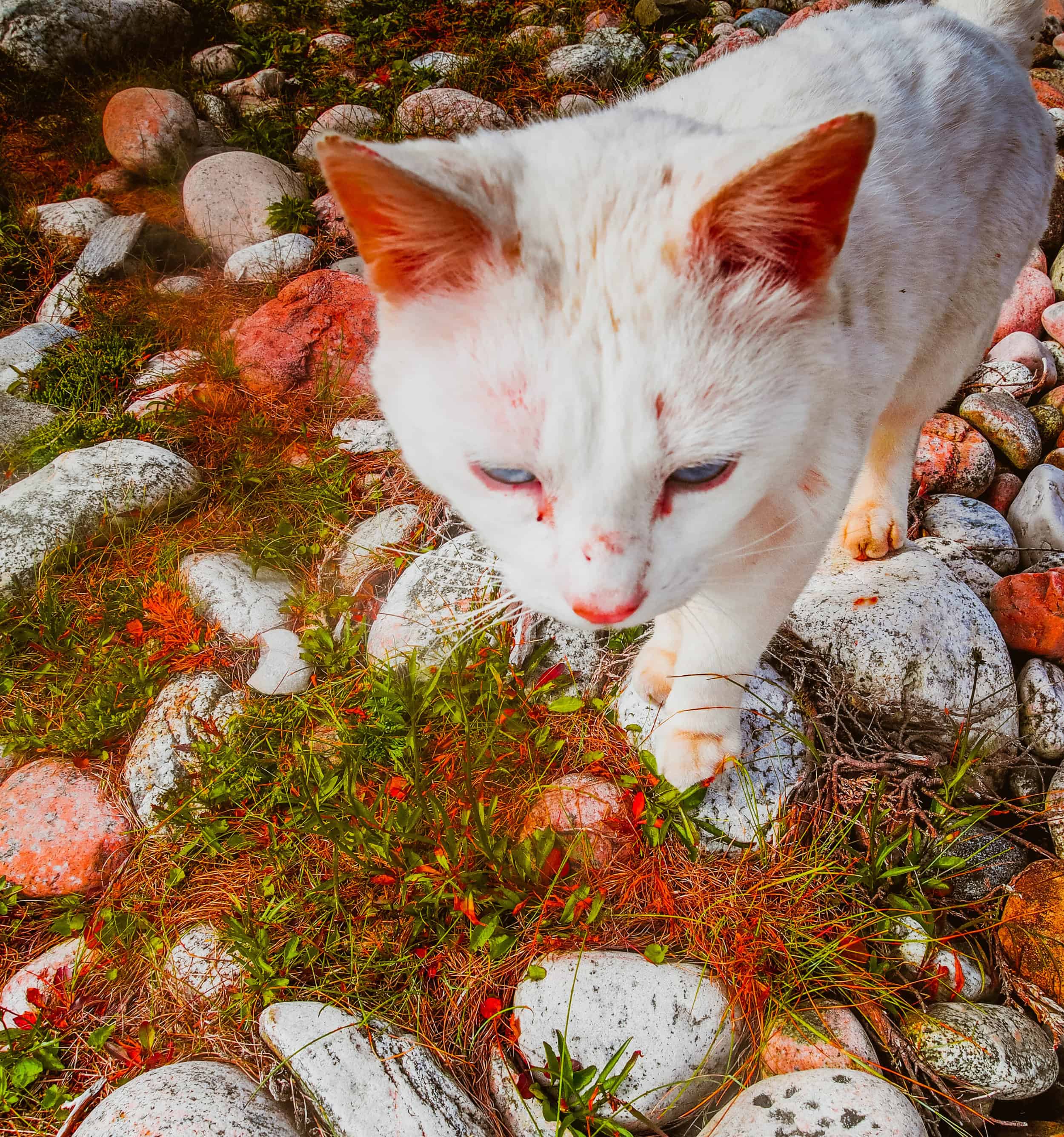 Katze spaziert über Steine