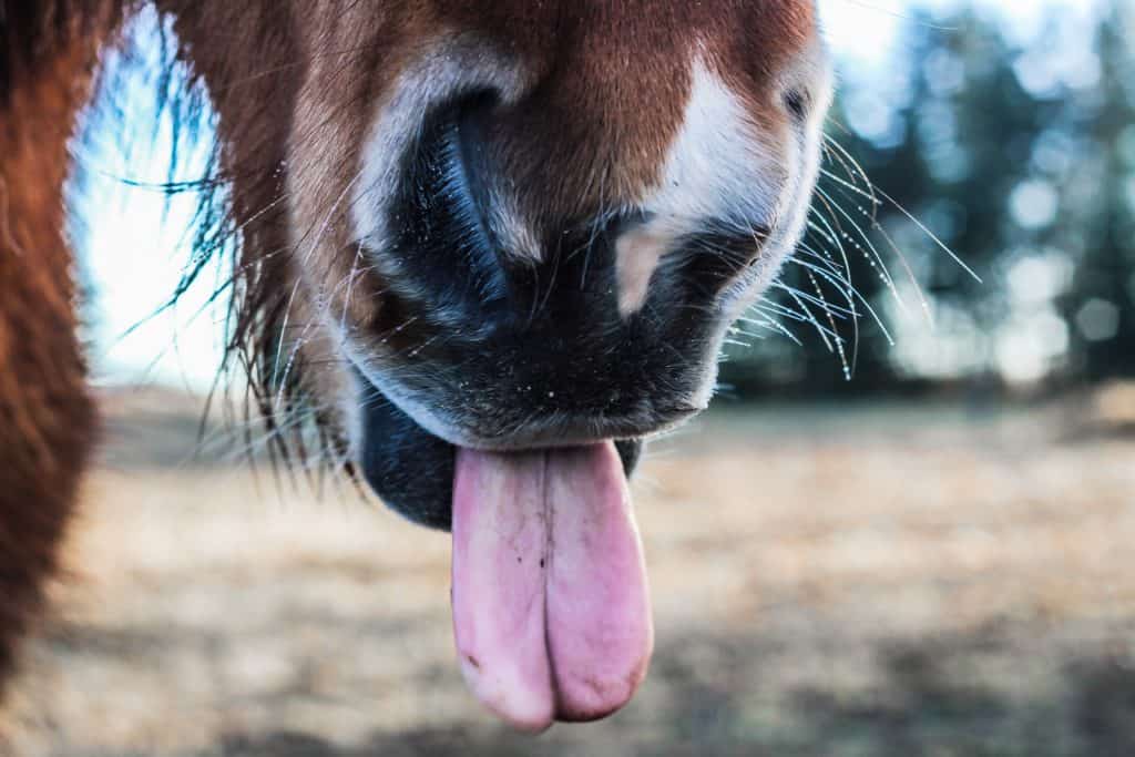 Da streckt einem das Pony im Streichelzoo schon mal die Zunge raus.