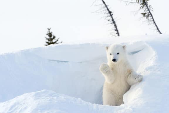 Ein kleiner Polarbär im Wapusk Nationalpark, Kanada