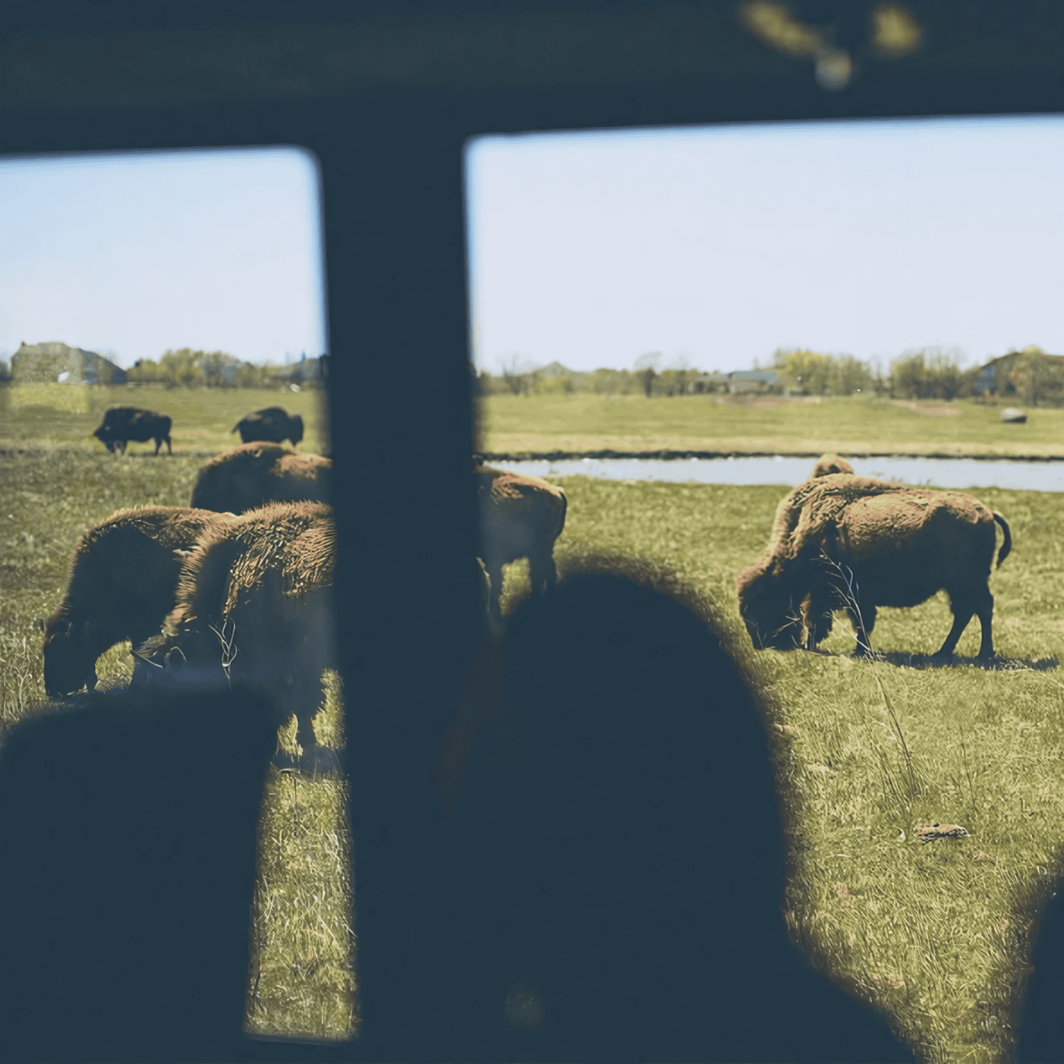 Blick auf Bisons aus dem Bus im FortWhyte Alive in Winnipeg in Manitoba, Kanada.