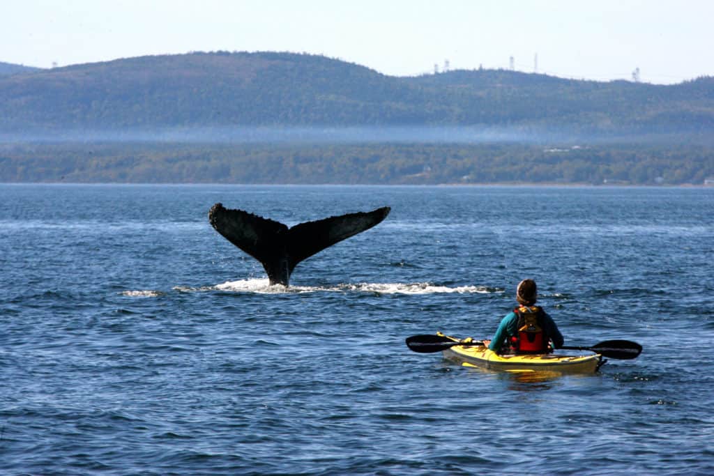 Kanufahrerin entdeckt Wal in Québec 