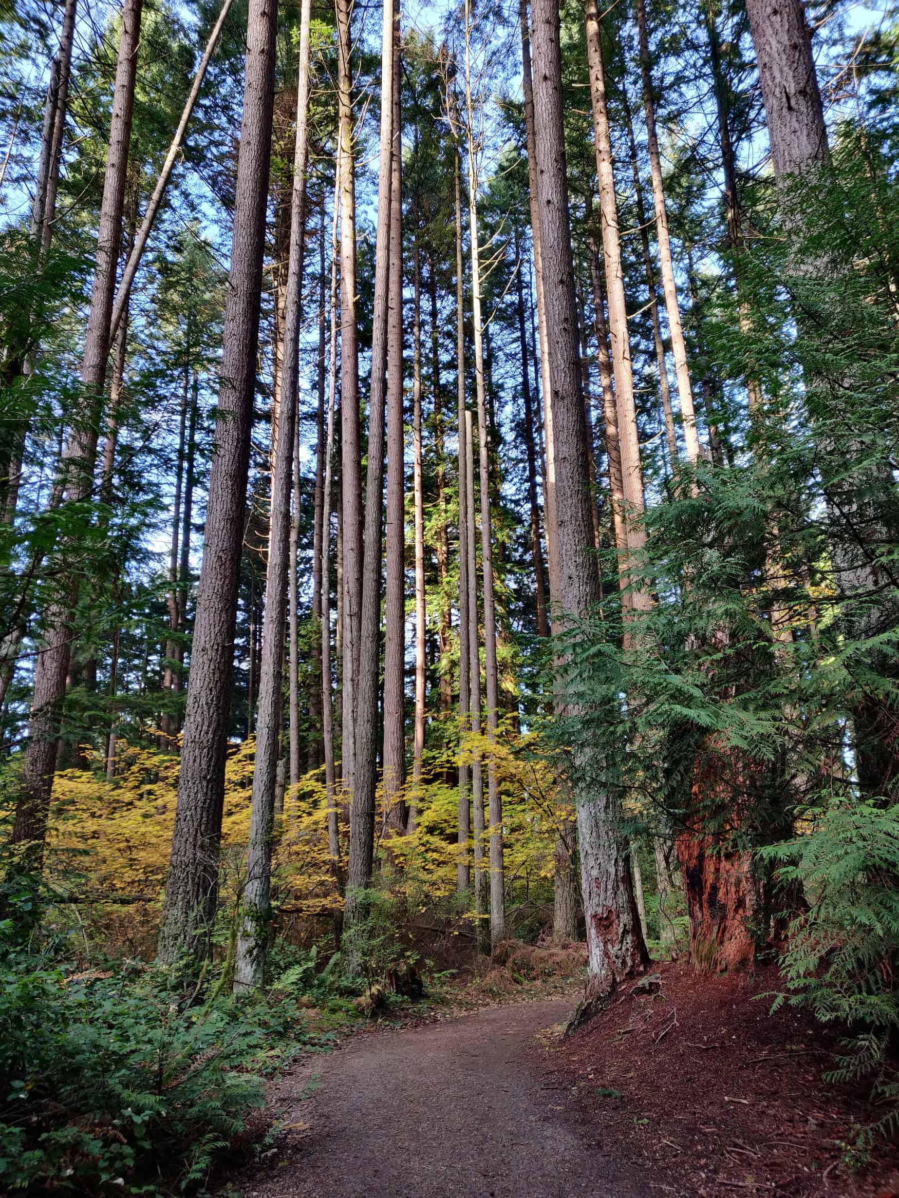 Waldweg im Pacific Spirit Regional Park nahe Vancouver