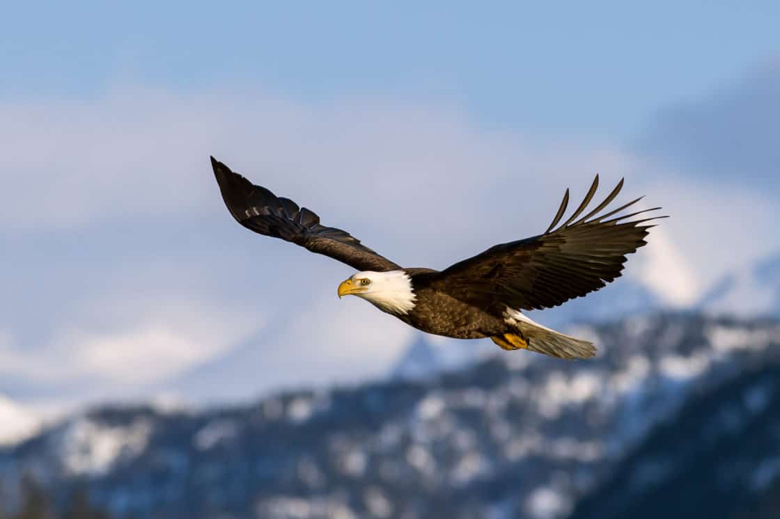 Adler fliegt über Brackendale in British Columbia