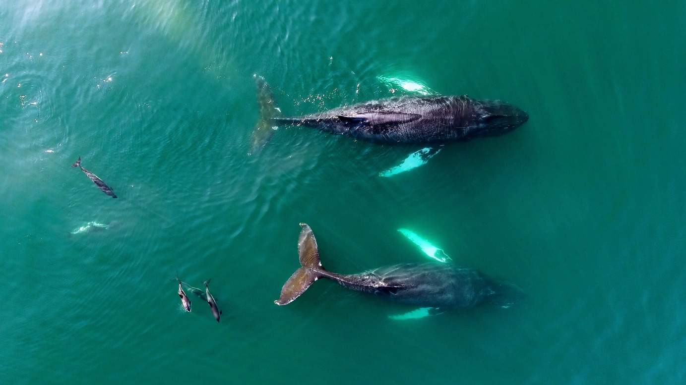 Wale und Delfine schwimmen in der Bay of Fundy-Bucht