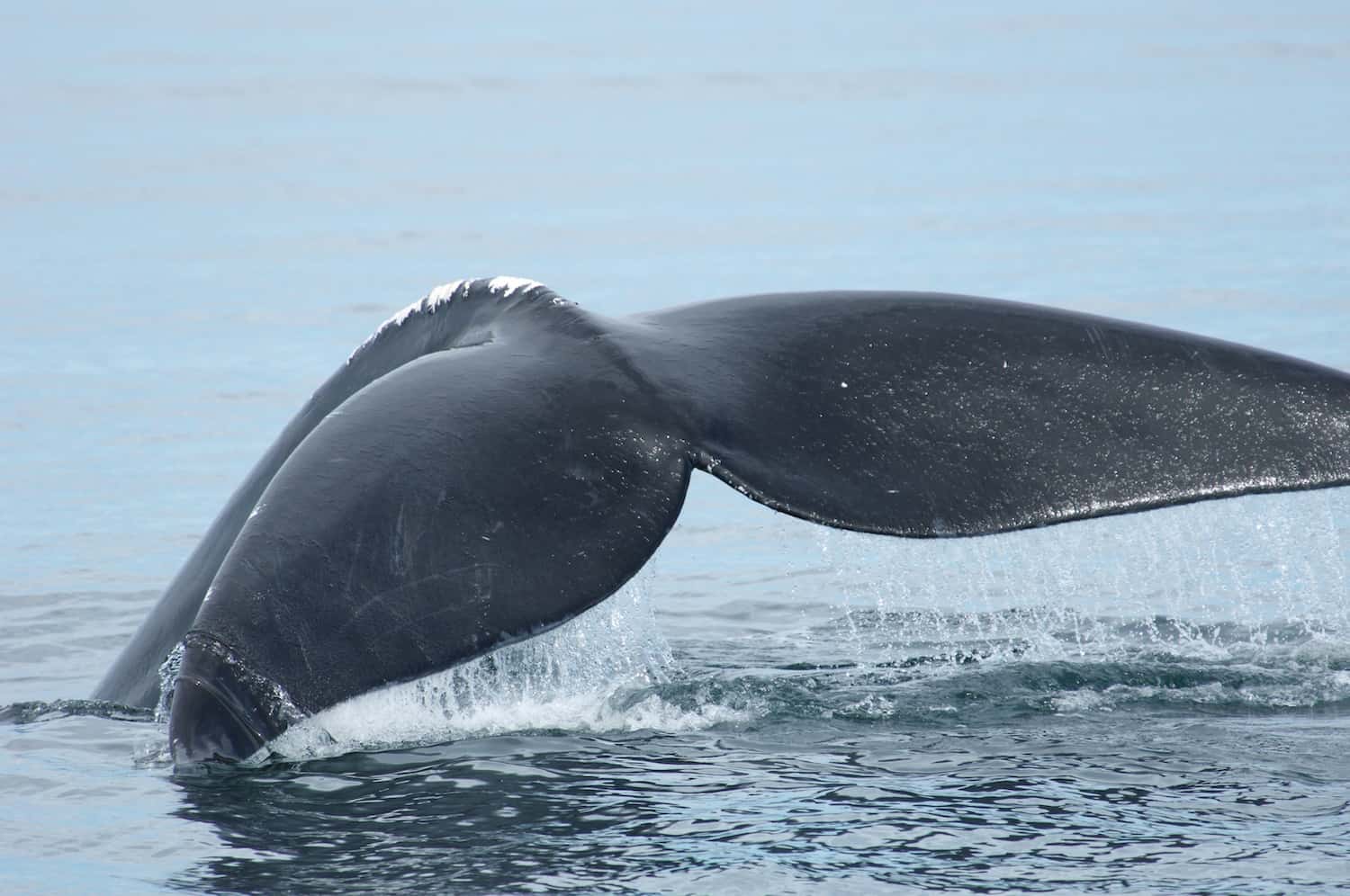 Flosse eines Nordatlantischen Glattwals, Nova Scotia