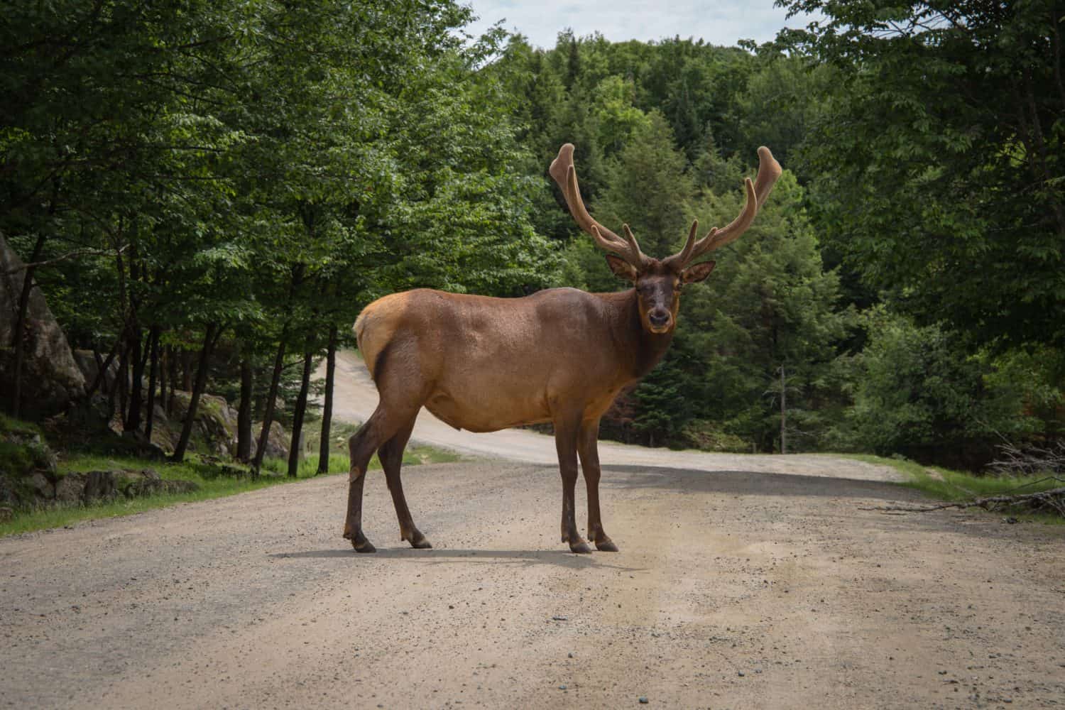 Elch auf der Landstraße, Bäume im Hintergrund, Kanada