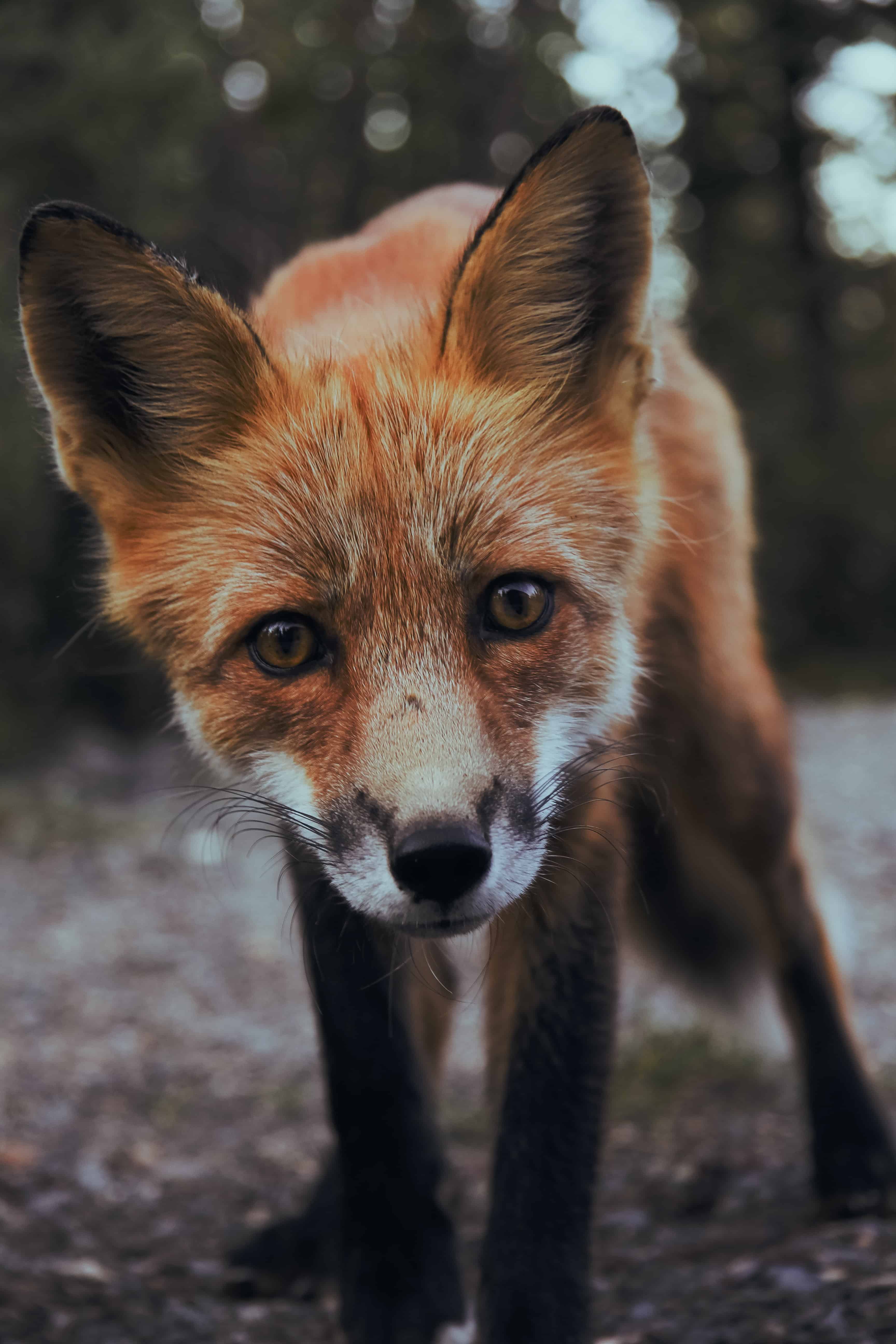 Kanadischer Rotfuchs blickt Kamera an