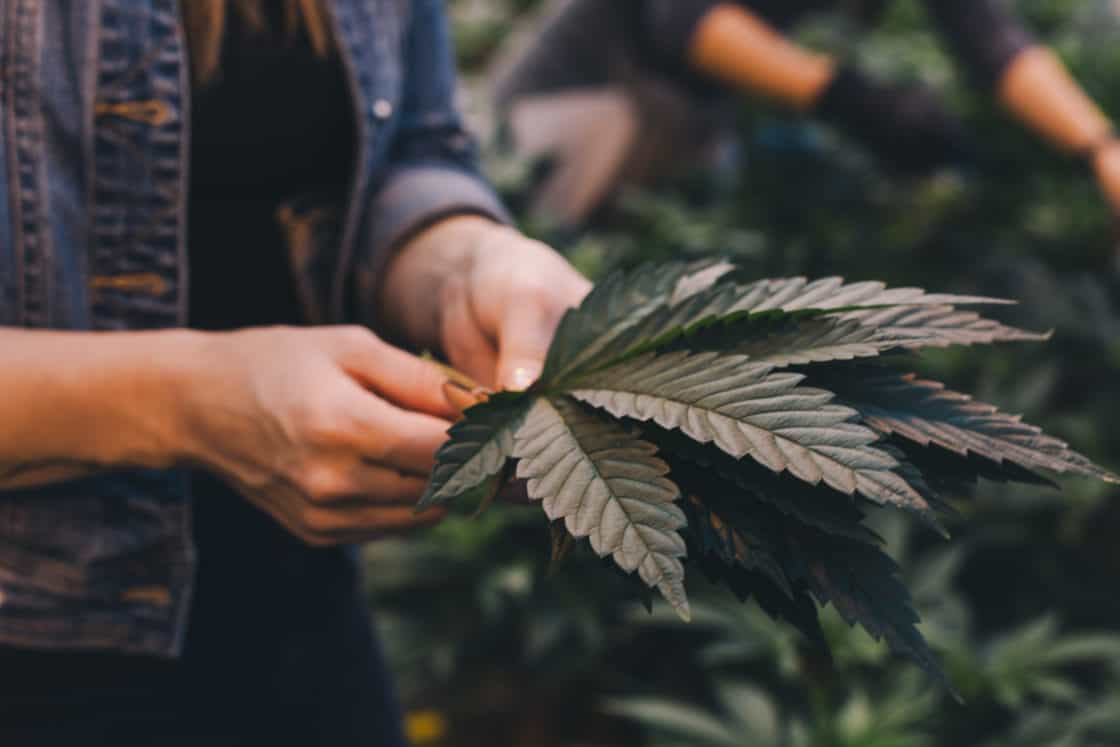Cannabis Blatt in Hand von junger Frau