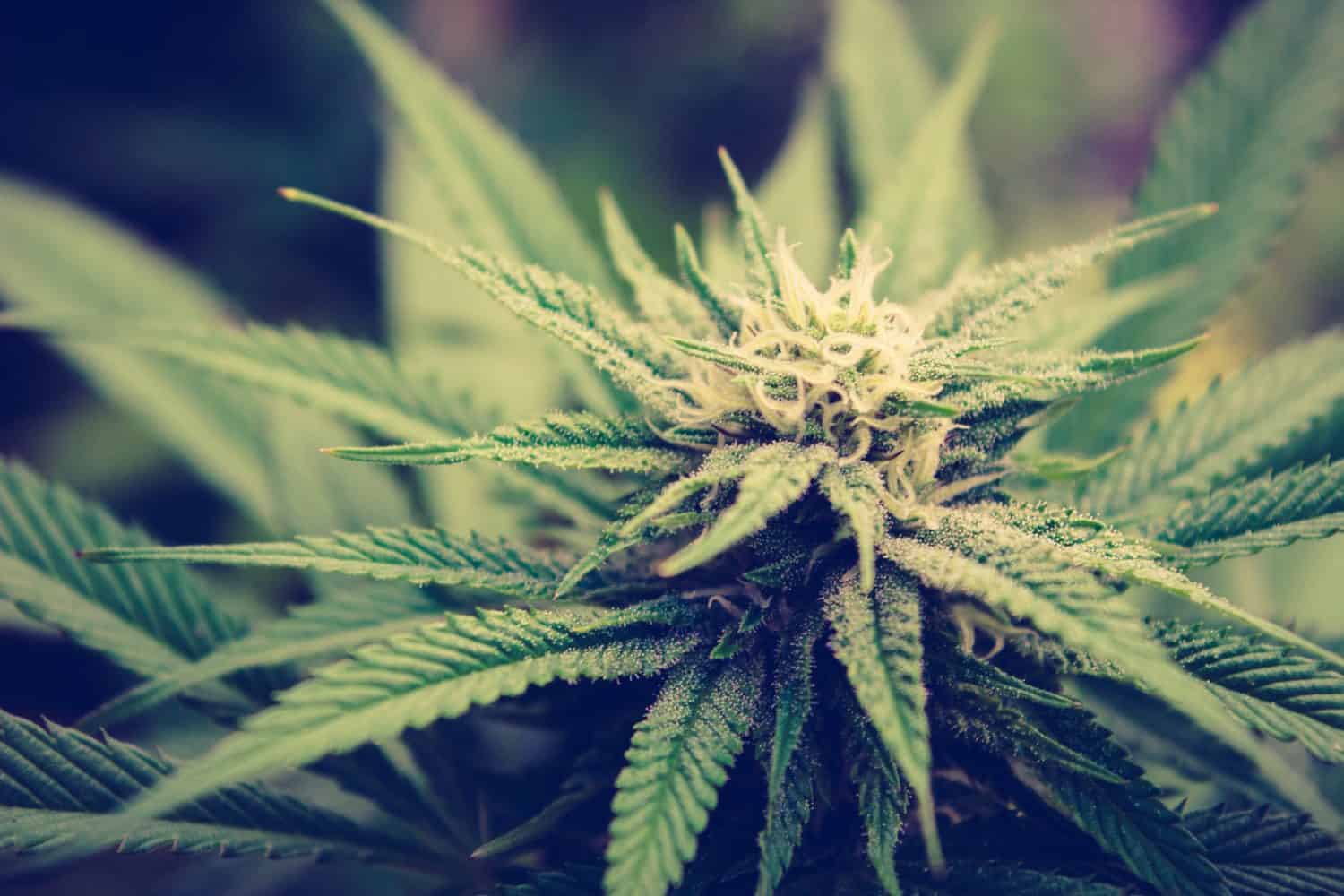 Cannabis Pflanze