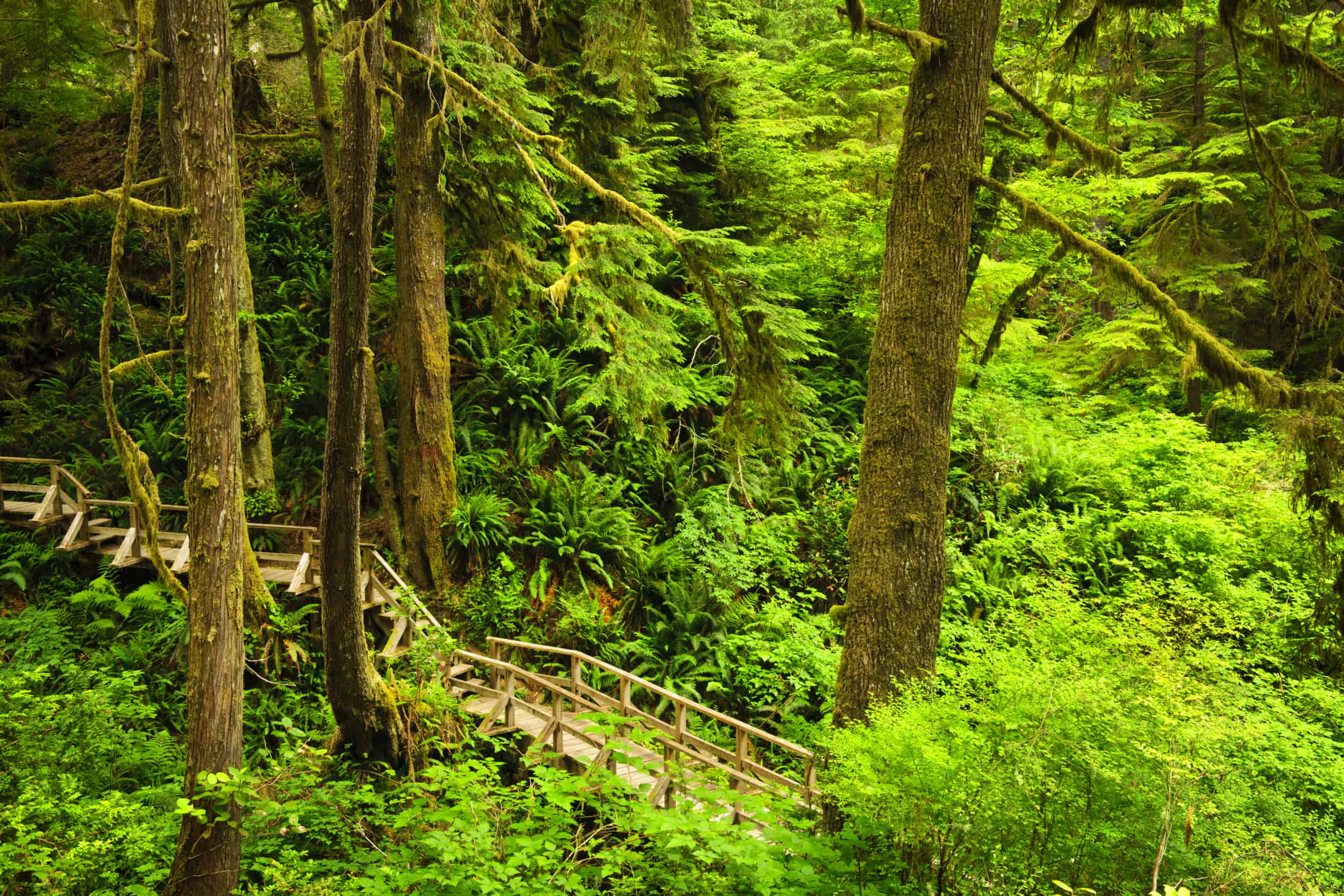 Kleiner Pfad führt durch den dichten Regenwald des Pacific Rim Nationalparks