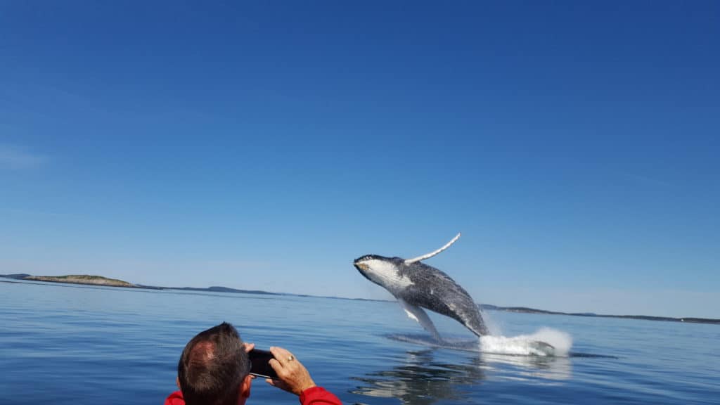 whalewatching Bay of Fundy