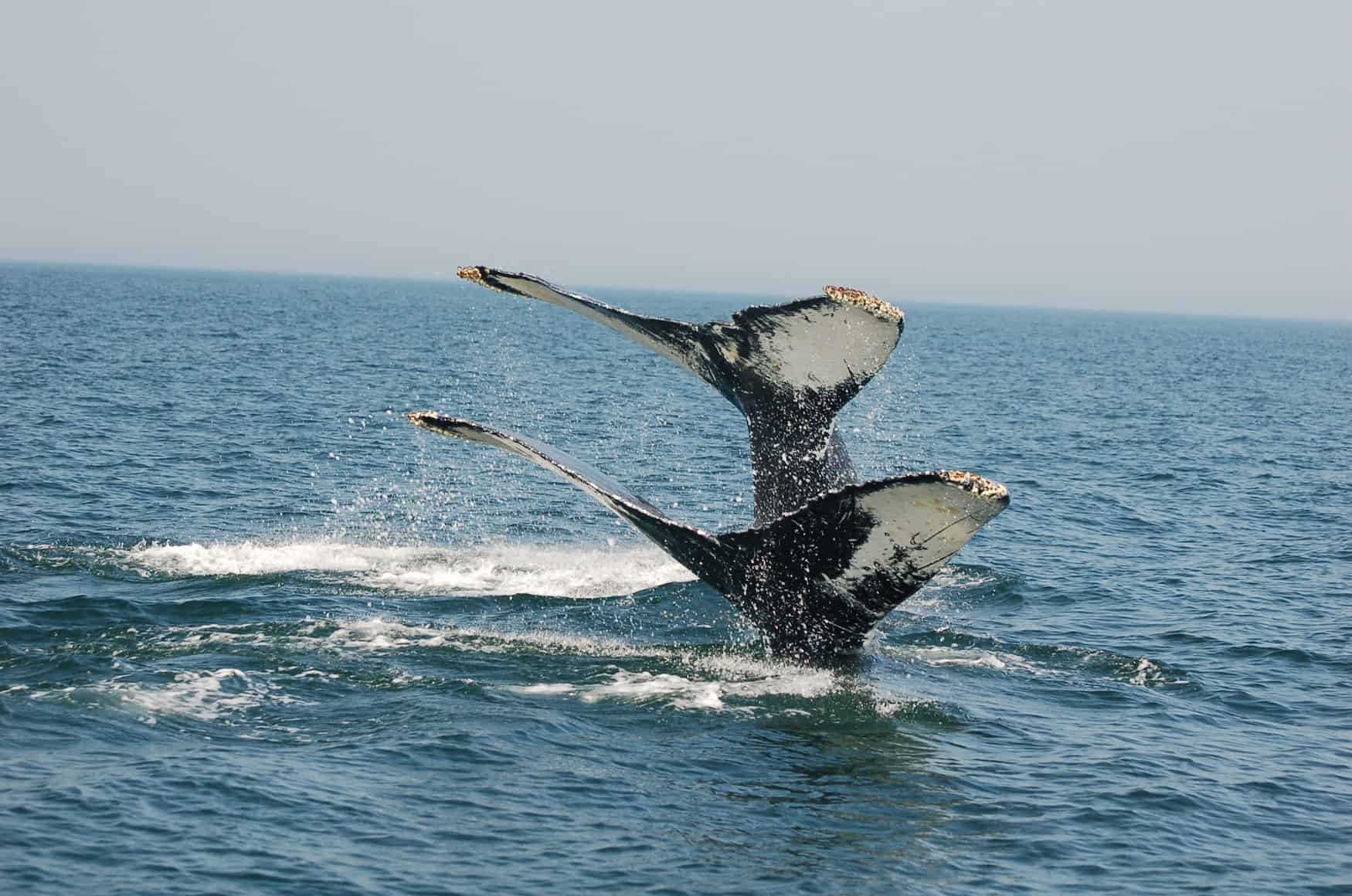 zwei Walflosse ragen aus dem Wasser, New Brunswick, Kanada