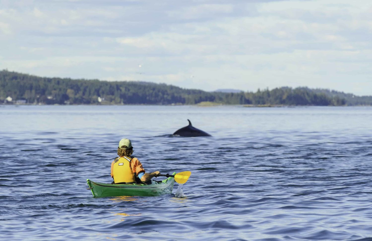 Kanutour mit Delfin in New Brunswick, Kanada