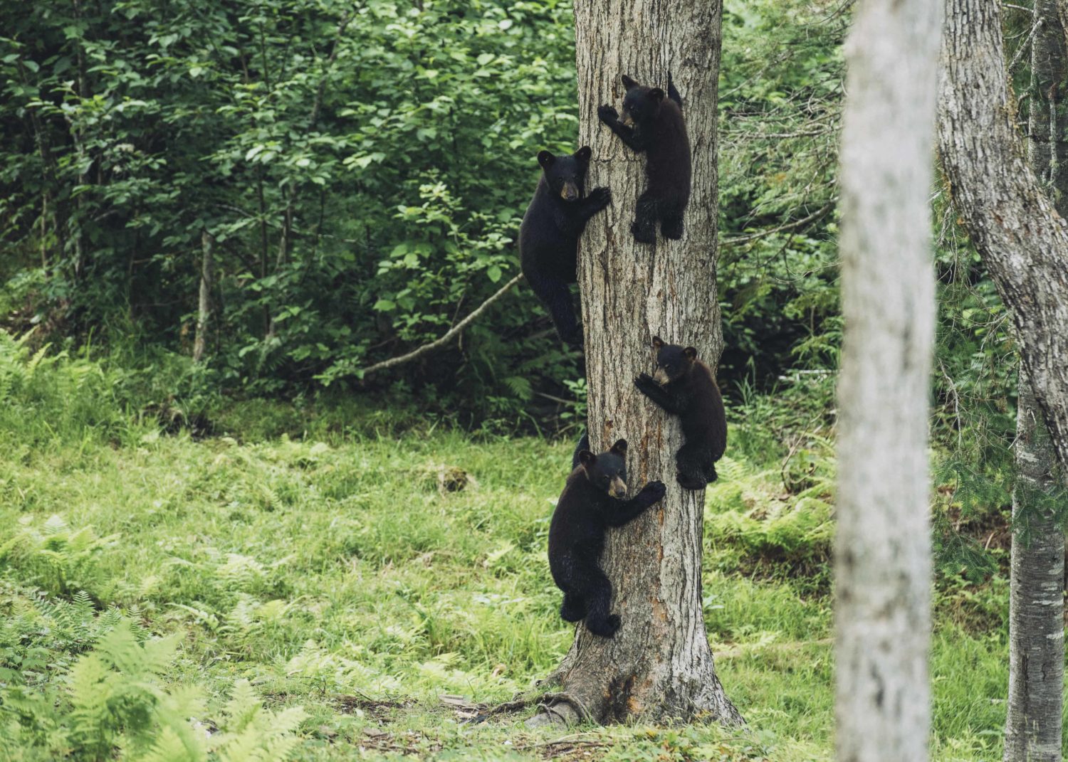 Bären klettern Baum in New Brunswick hoch