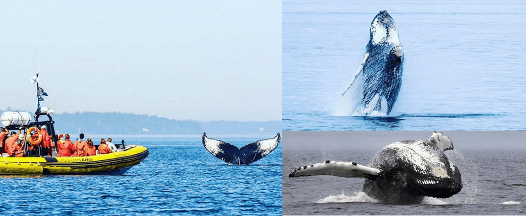 Whale whatching am Sankt-Lorenz-Strom, Saguenay Marine Park, Quebec