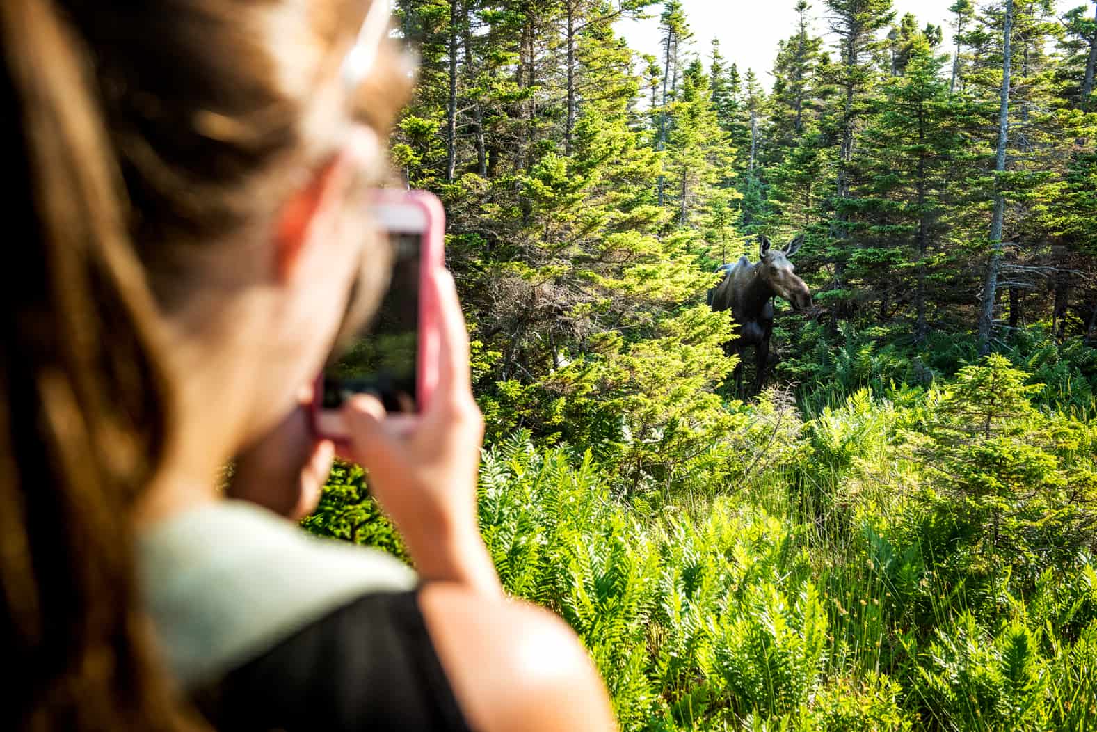 Reisende fotografiert einen Elch in kanadischem Nationalpark