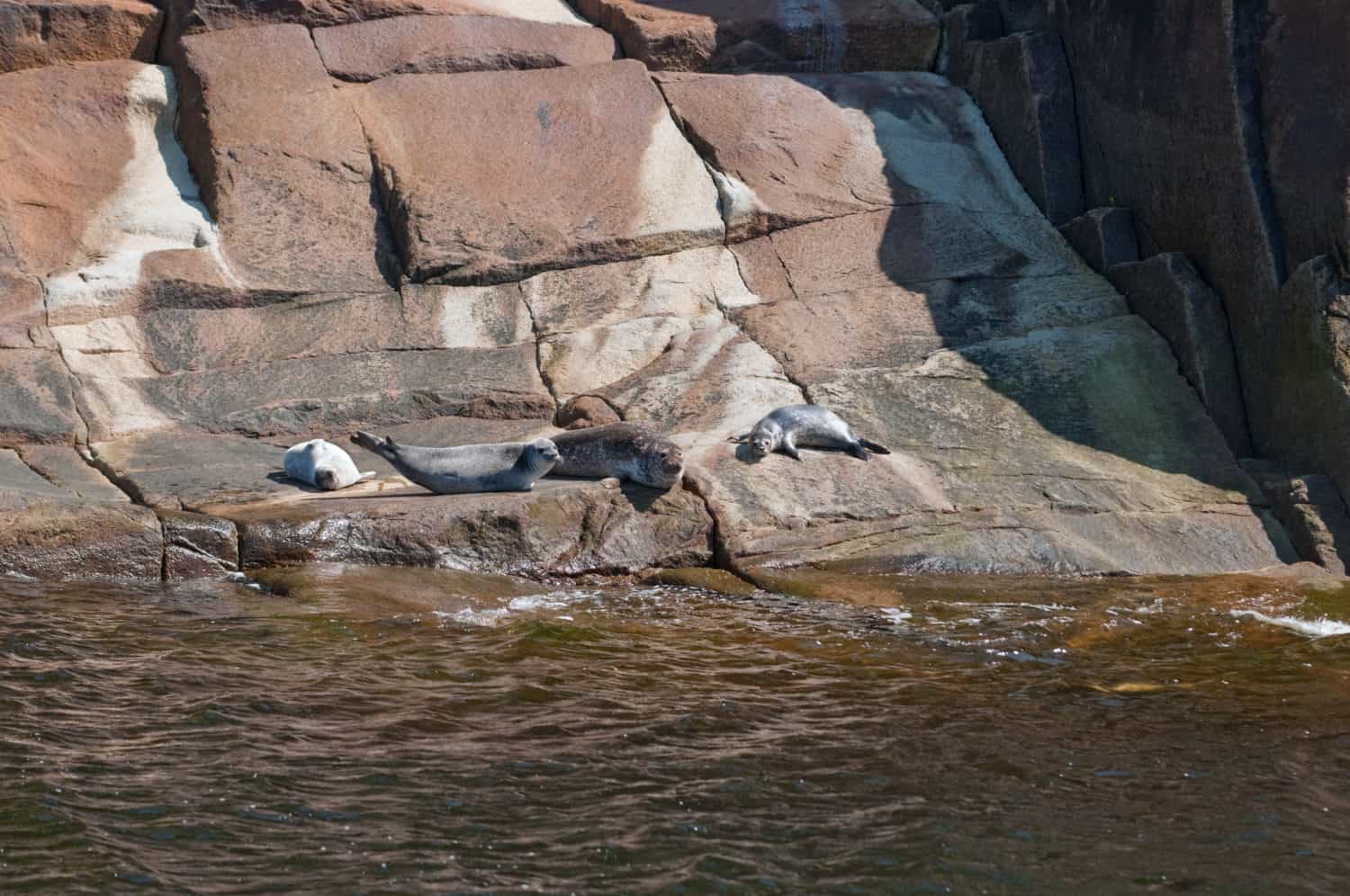 Eine Gruppe Robben starrt von Granit Felsen aus in die Kamera 