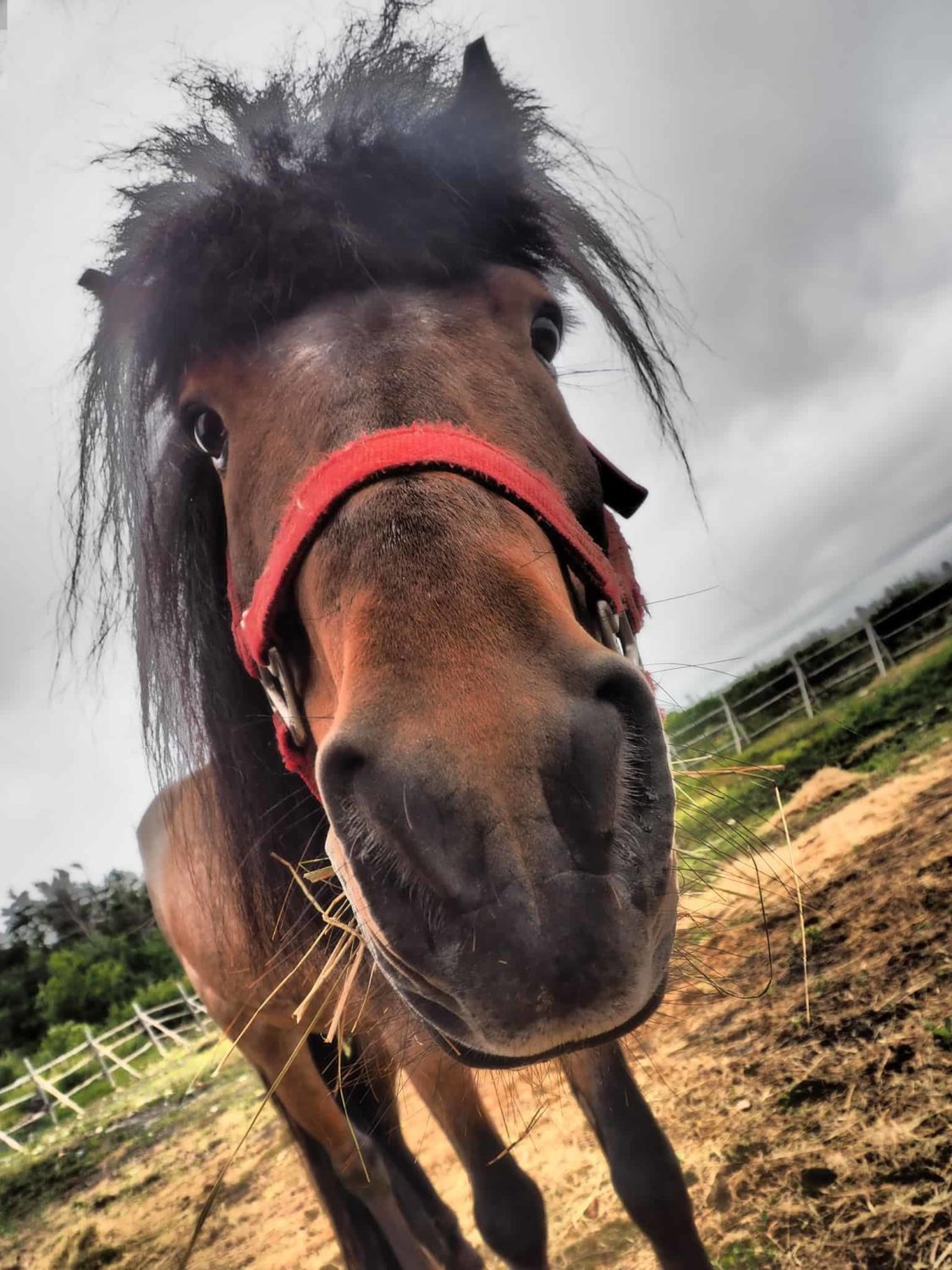 Pony in Change Islands