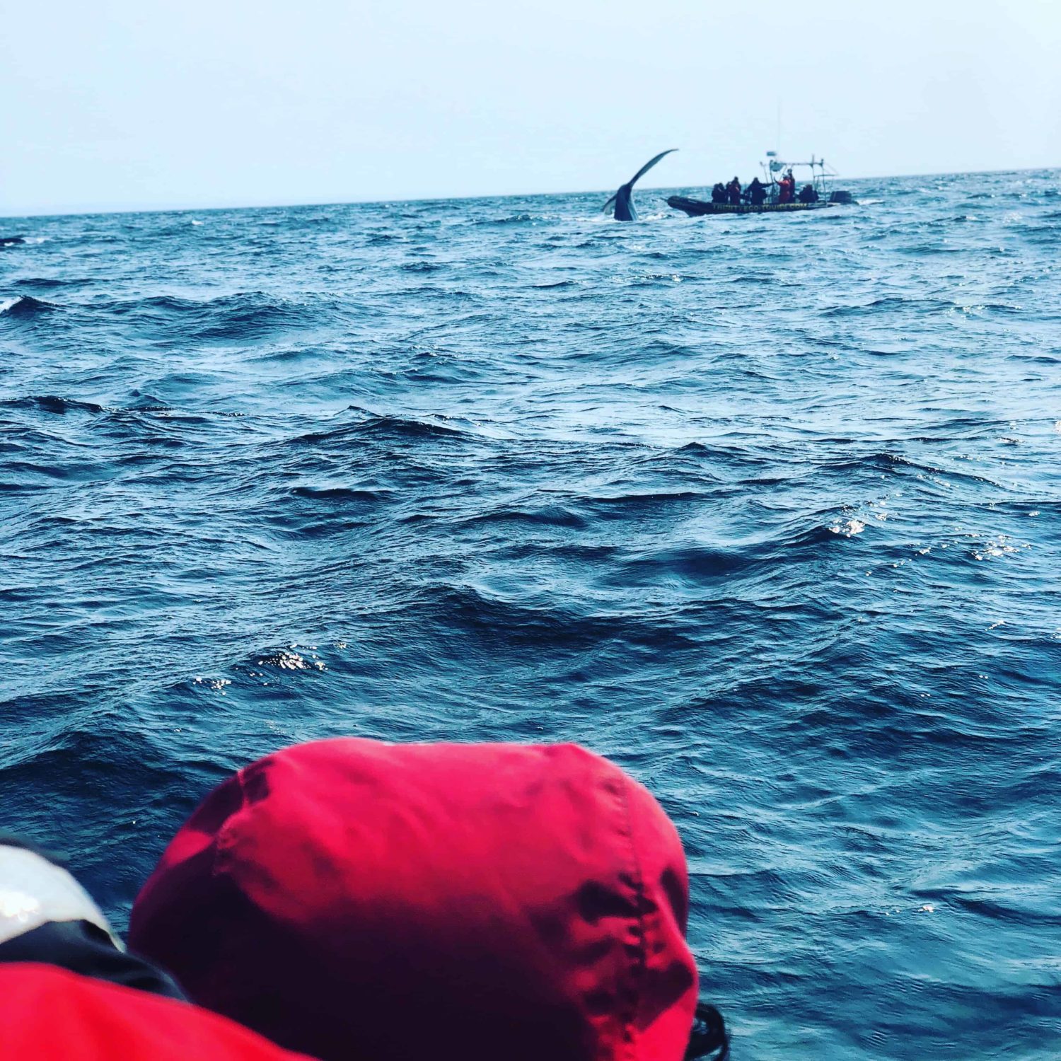 Whale watching in Trinity Neufundland