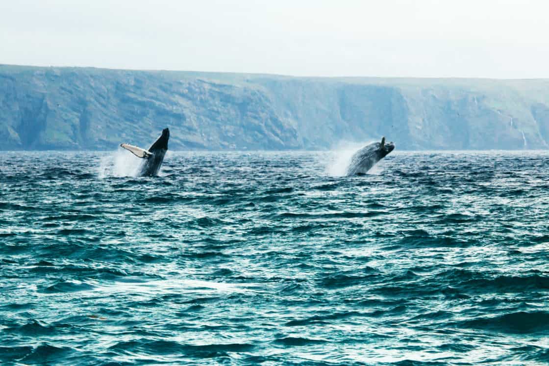 Wale vor Neufundland