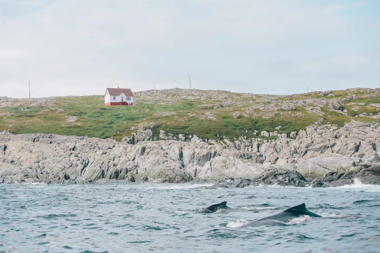 Wal vor Quirpon Island 