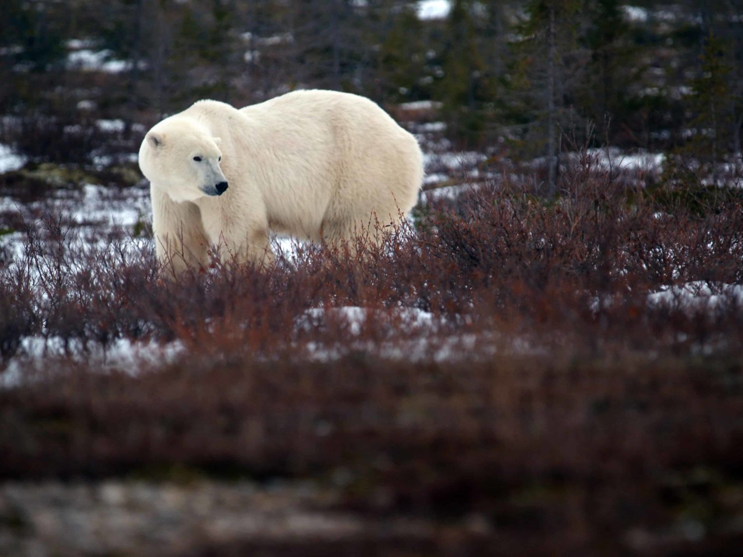Eisbär in der Tundra von Manitoba