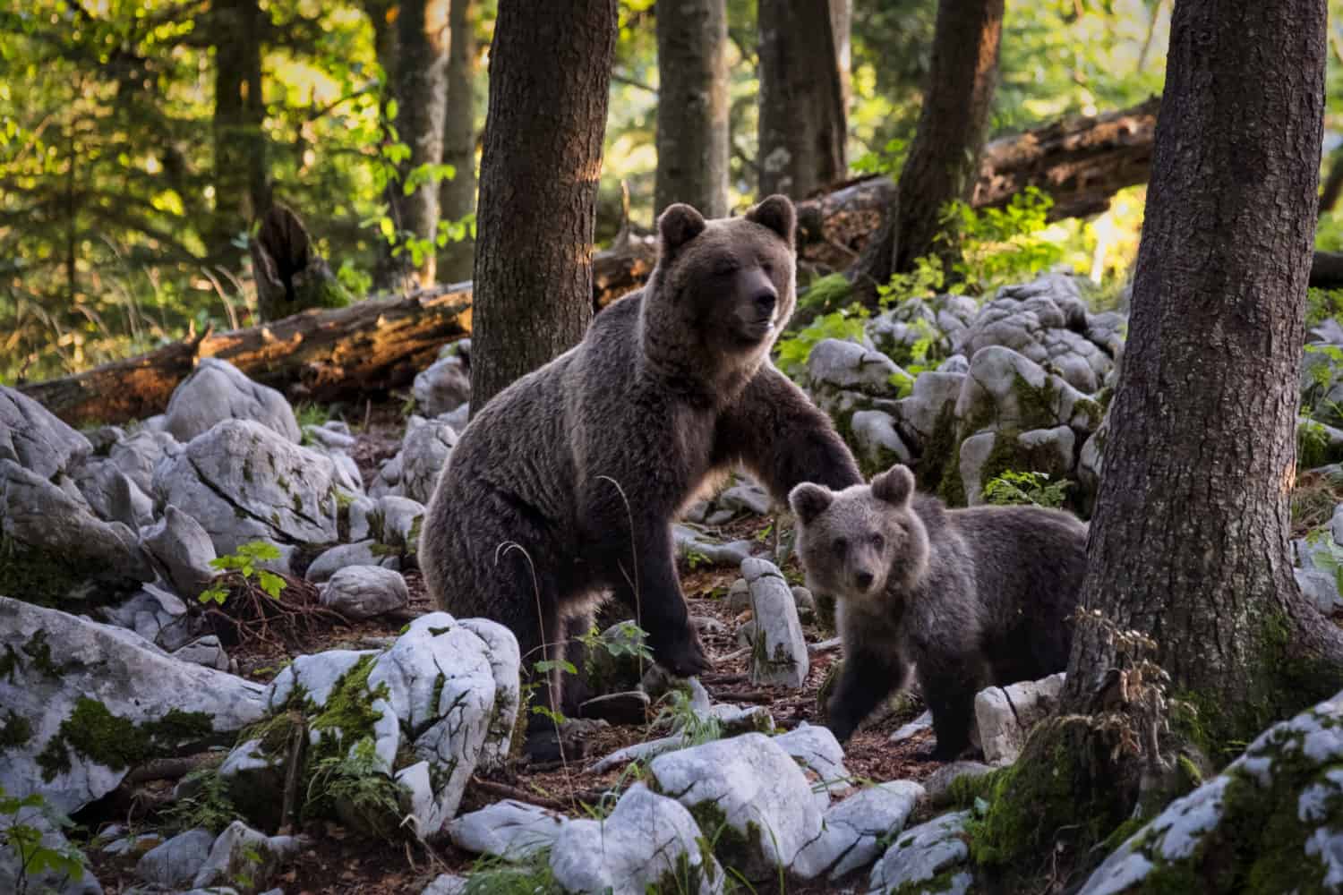 Grizzlyfamilie in Kanada