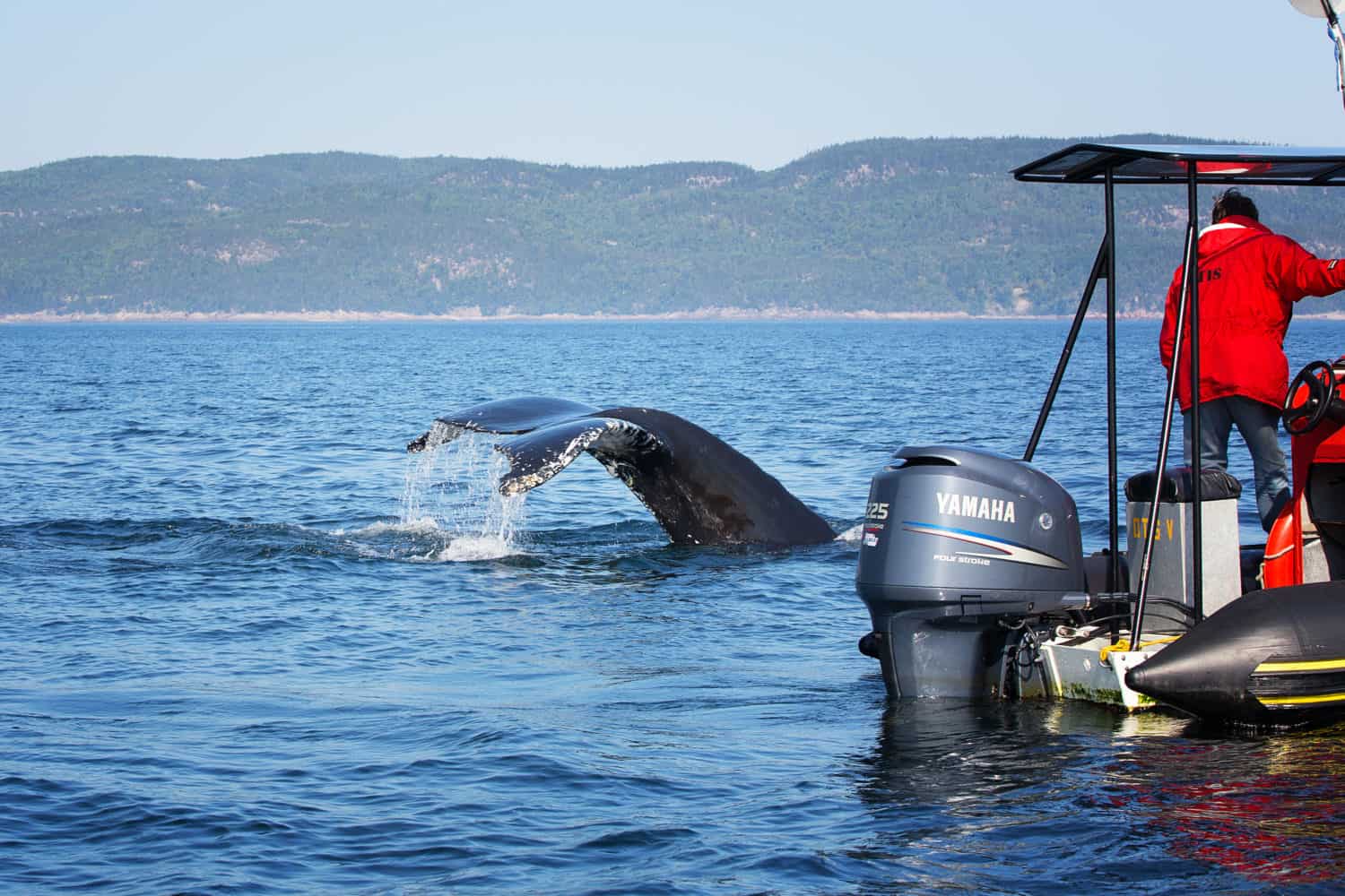 Tadoussac, Quebec, Whale Watching