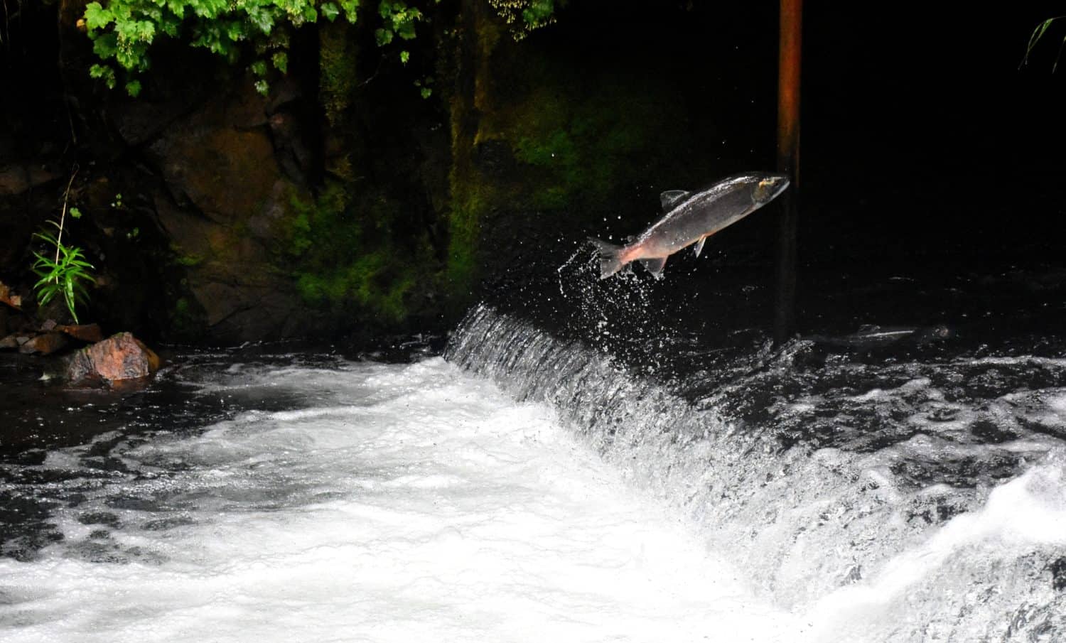 Lachs springt auf dem Wasser in Kanada