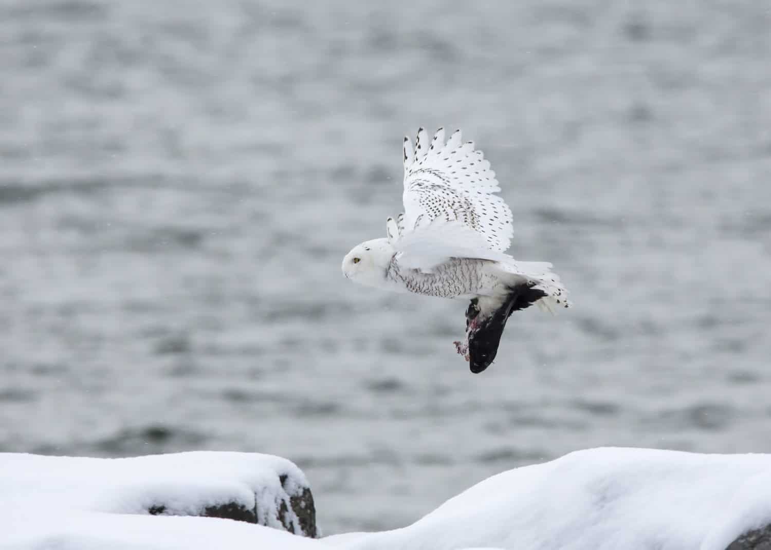 Schneeeule im Anflug