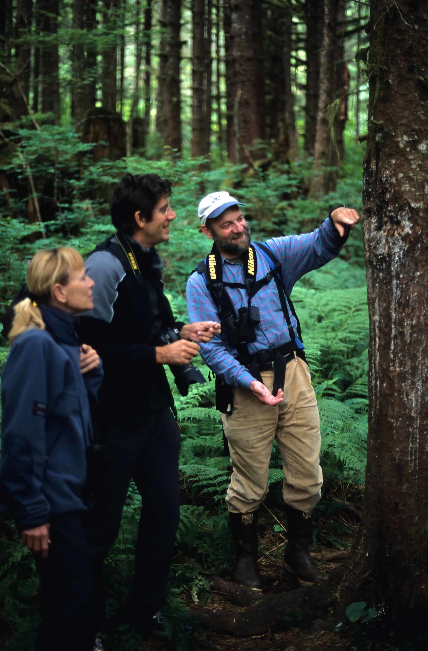 Die Spuren der Grizzlybären an den Bäumen werden während einer Regenwaldwanderung von Great Bear Nature Tours erklärt.