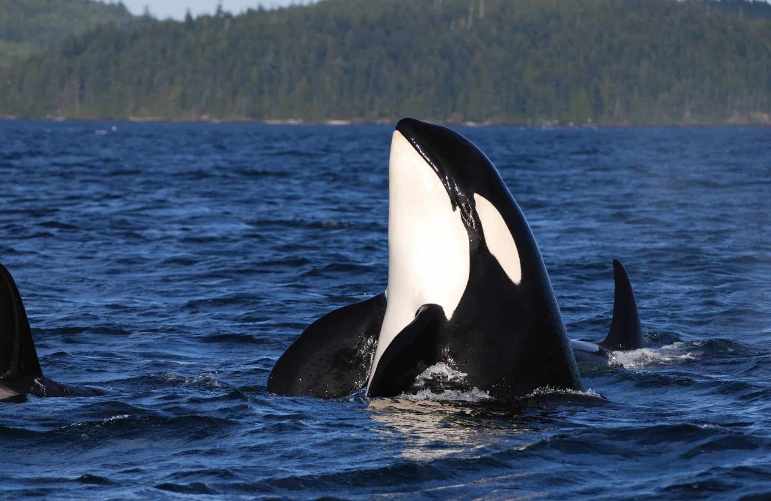 Orca im Wasser, British Columbia, Kanada