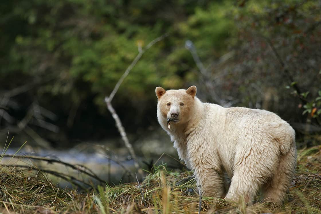 Spirit Bear, Geisterbär, Kermodebär im Wlad in British Columbia,Kanada
