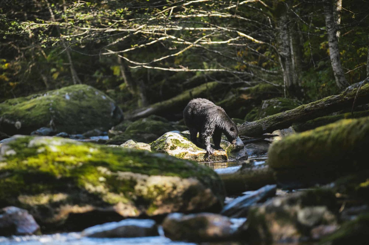 Bär an einem Fluss im Wald, British Columbia, Kanada