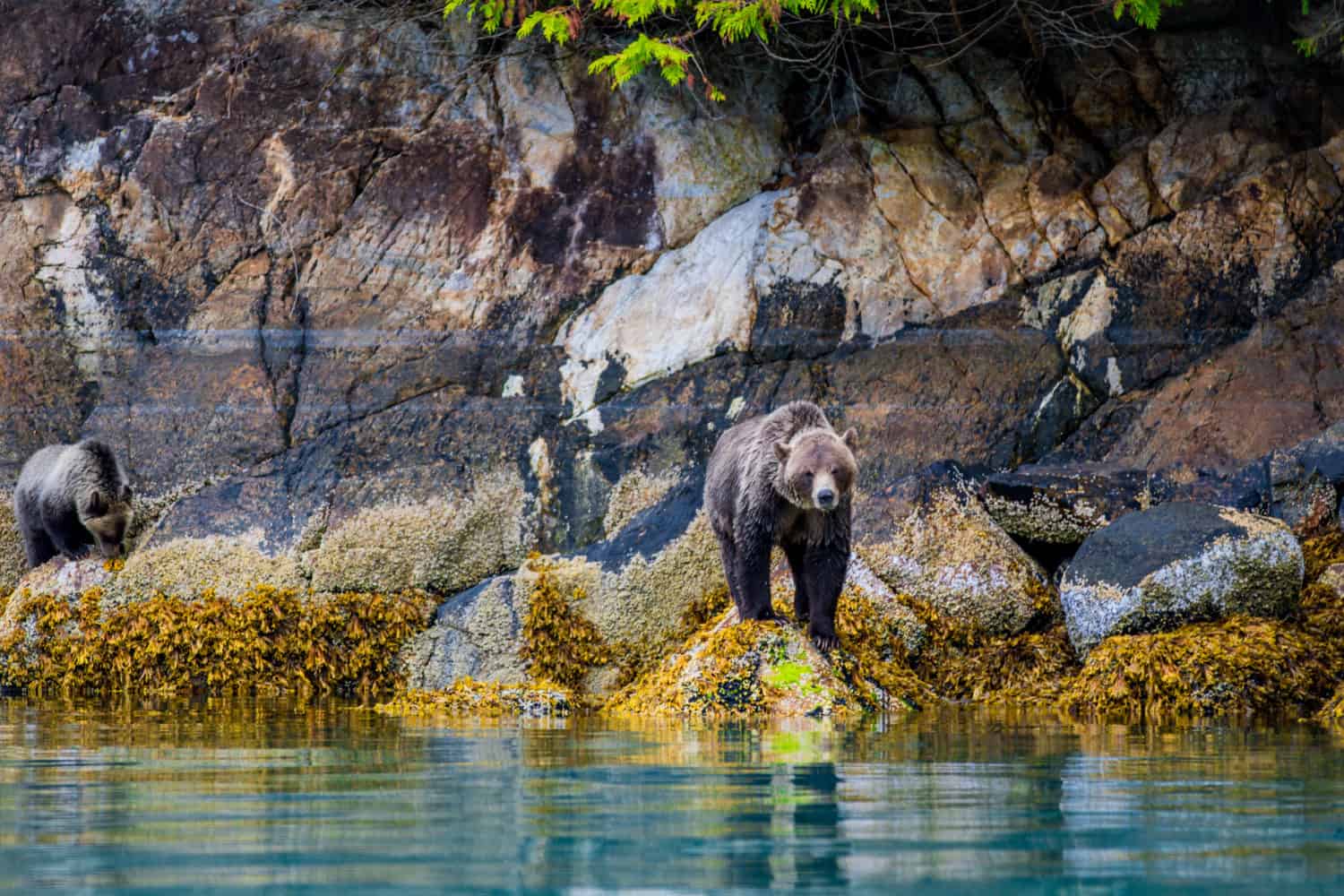 Grizzlybär im Great Bear Rainforest, British Columbia, Kanada