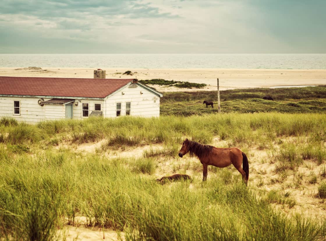 Wildpferd von Sable Island vor einem Haus inmitten von Gras und Sand