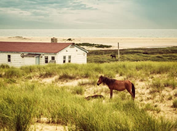 Wildpferd von Sable Island vor einem Haus inmitten von Gras und Sand
