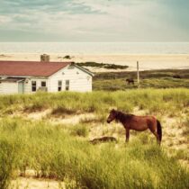<span>Sable Island:</span> Die Insel der Pferde
