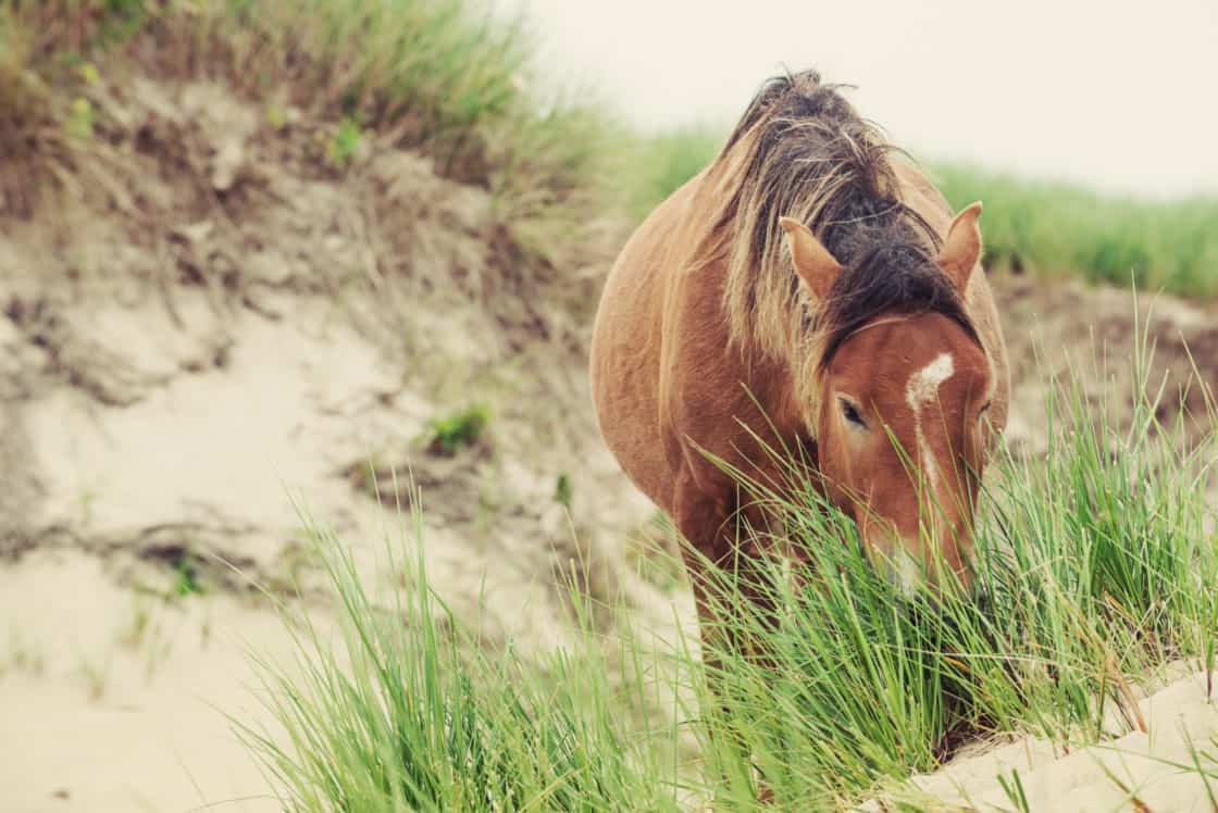 Wildpferd von Sable Island