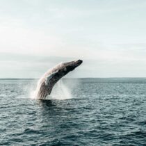 <span>Whalewatching</span> – die besten Spots, um Wale zu sehen