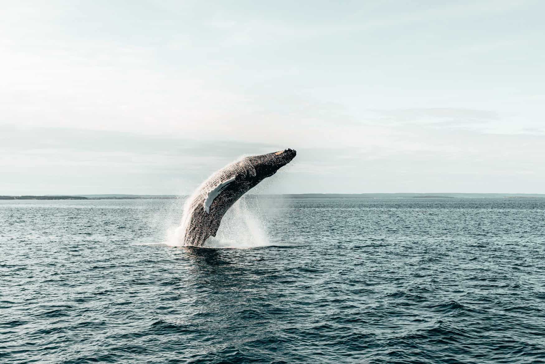 Walbeobachtung vor der Küste New Brunswicks