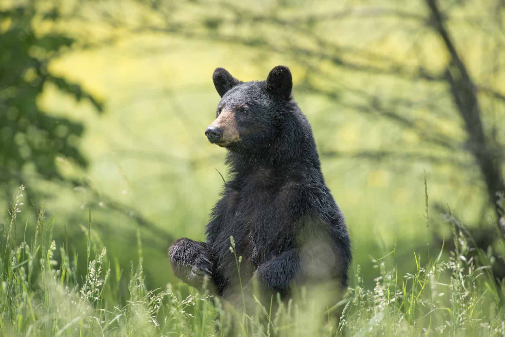 Bären sehen in New Brunswick