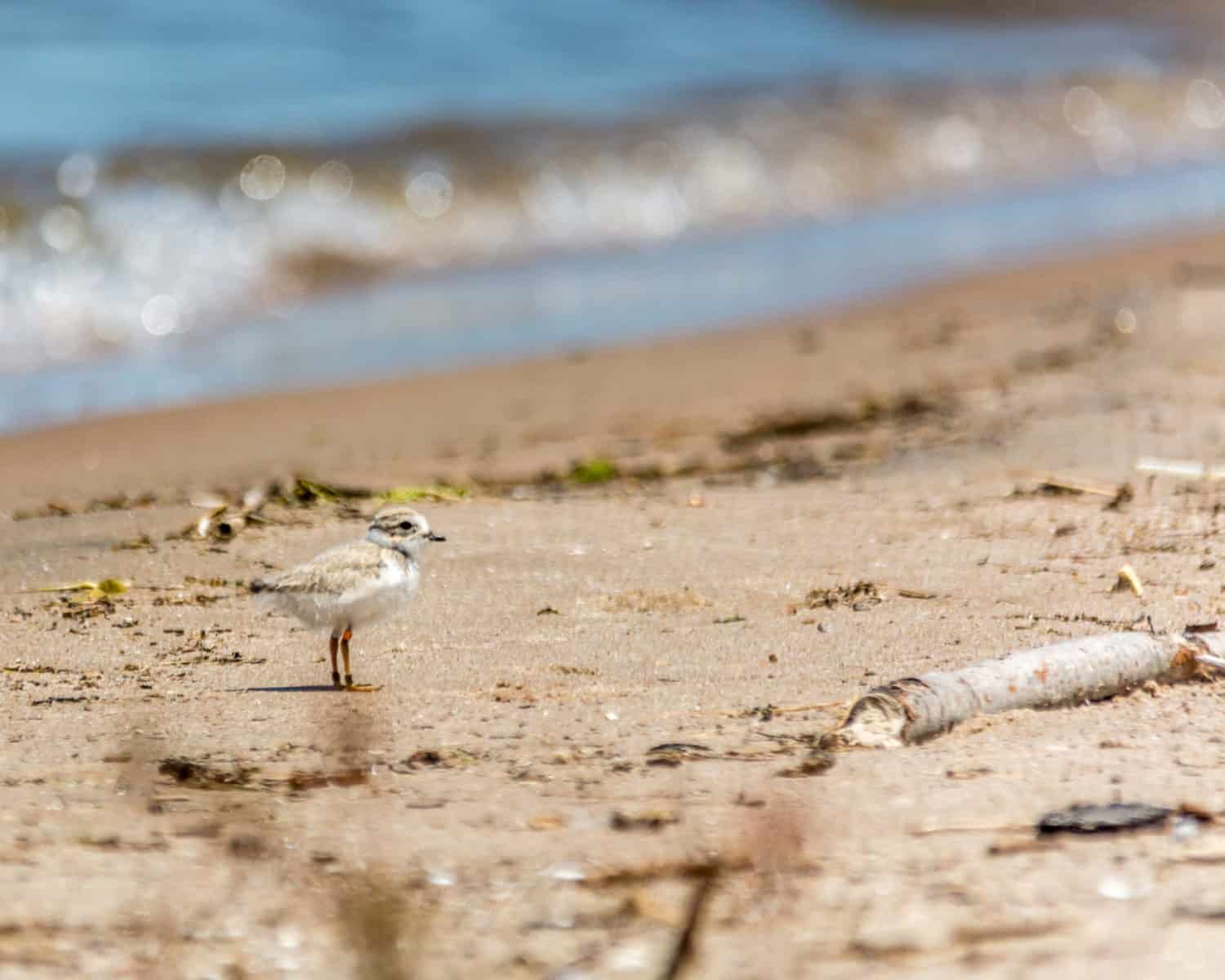 Der Vogel Piping Plover am Strand in Kanada.