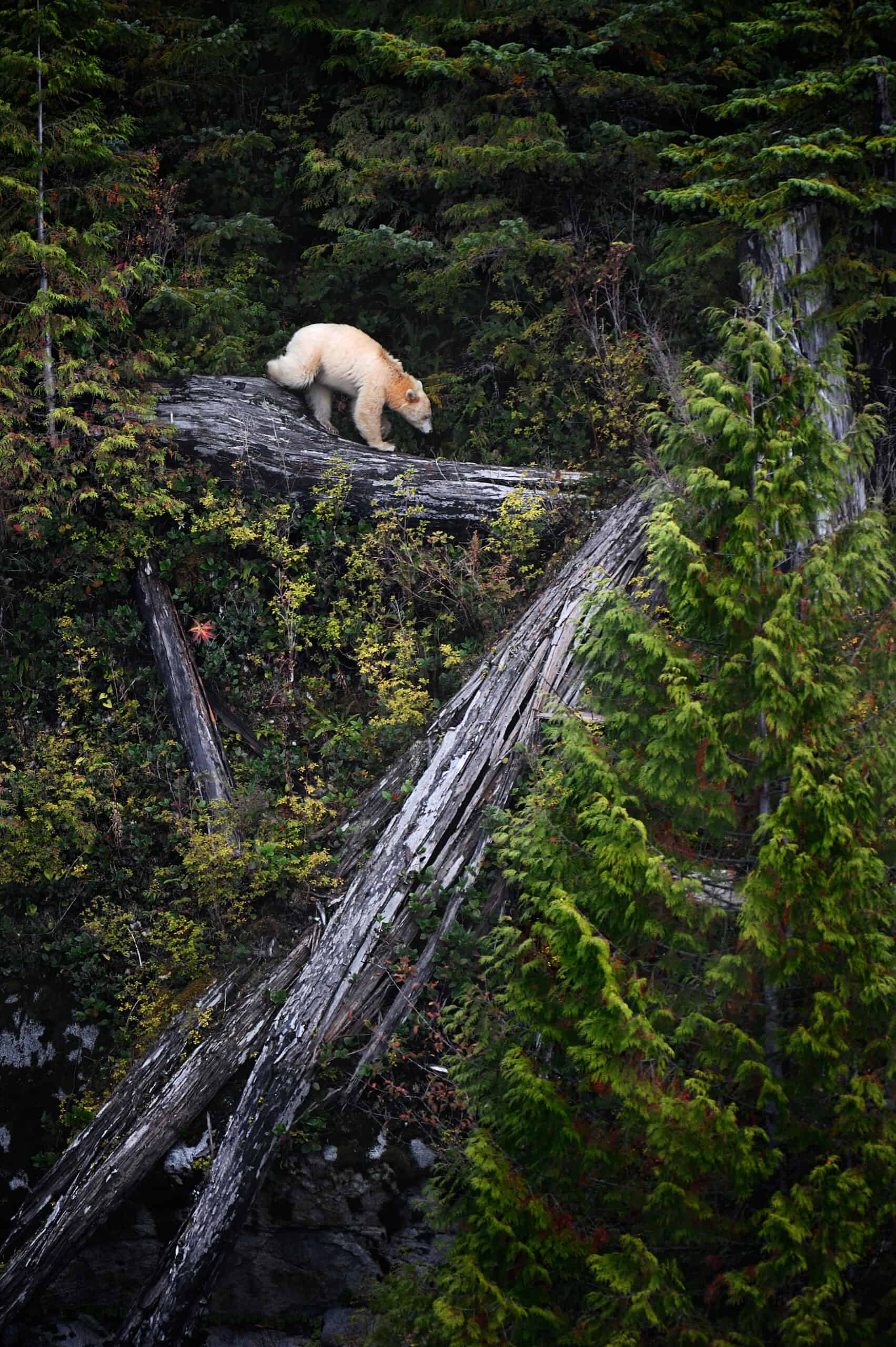 Geisterbär im Great Bear Rainforest in British Columbia