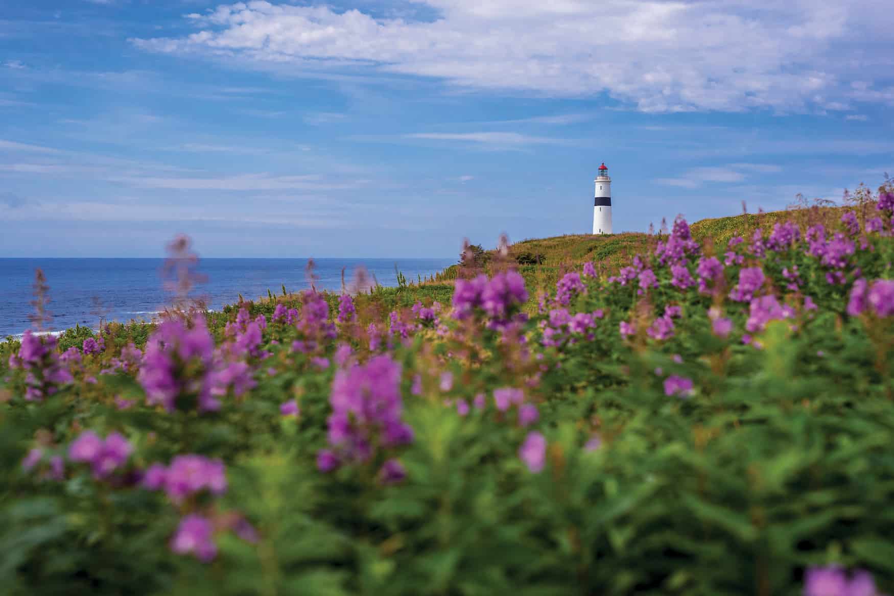 Blumenwiese vor Leuchtturm Point Amor in Neufundland