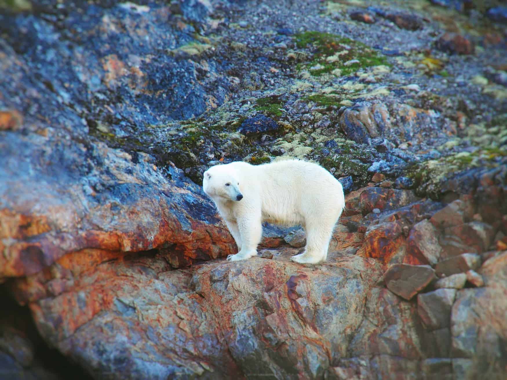 Eisbär in kanadischer Landschaft